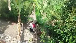 Panen pisang di kbn tgk h m affas.