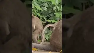cute baby monkey running very fast #shots #shots