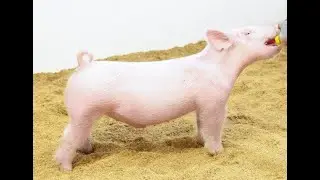 82-5 Crossbred Barrow 