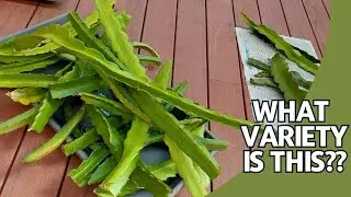Identifying Your Dragon Fruit Variety. Naming your fruit!