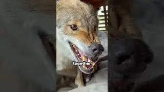 A wolf cub finds a new family after being lost