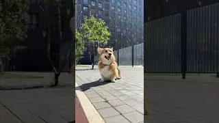Идеальный момент 🤣🤣🤣🤣 #corgi #corgilife #dog