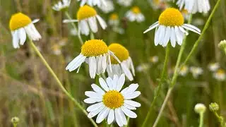 Modern Love Poem [Soothing, Relaxing, Pleasant] NO ADS