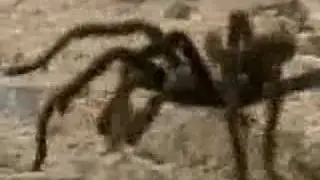 Grand Canyon Wildlife