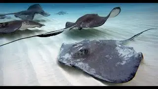 ScubaOne.com visits Grand Cayman 2000