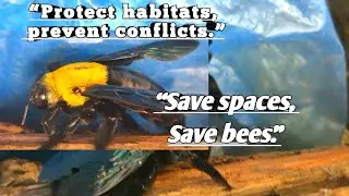 Female Carpenter Bees Fighting 🐝 | Rare Aggressive Behavior Caught on Camera #bees #nature #viral