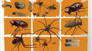 🕷️🕷️ GIANT HUNTSMAN SPIDERS, Longhorned Beetle, Sting Bugs. Which one do you choose???