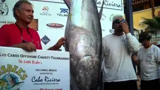 CatchStat | 2012 Bisbee's Los Cabos Offshore Tournament Fish #14308
