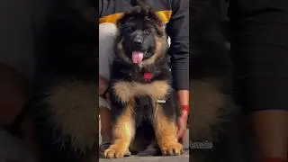 Long Coat female import #foryou #freefire #funny #germanshepherd #puppy #mehrakennel #edit #pets