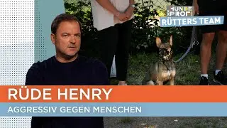 Sogar sein eigenes Herrchen geht der Basenji-Schäferhund-Mix an 😳 | Der Hundeprofi - Rütters Team
