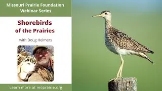 MPF Webinar: Shorebirds of the Prairies with Doug Helmers