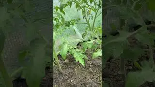 My first tomatoes day 79 ! #tomatoes #gardening #greenhouse #growyourown #backyardgarden