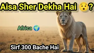 Duniya ke Sabse Rare Aur Khoobsurat Sher! | White lion | Wildpedia Hindi