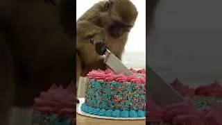 cake modder monkey king 👑🍰🥳                                            #ai