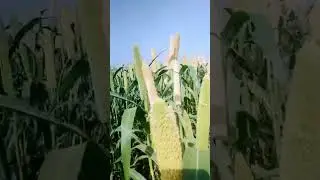Our First Major Milestone in Field Exploration#farming#farmer