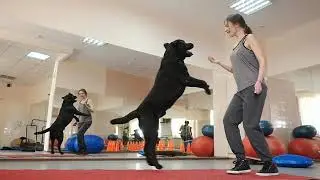 CATCH Your Dream: CATCH Academy - The Premier Dog Trainer School - Become a Dog Trainer!
