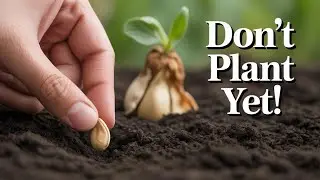 How To Find the Best Spot for Your Urban Garden (Don't plant without seeing this)