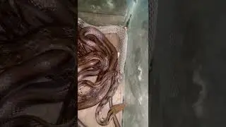 Snake Shedding Its Skin - Incredible Close-Up! 🐍✨ #shorts #usa #animalkingdom #didyouknow #n #snake