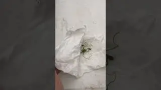 От семени до лимонного дерева: быстро и просто!