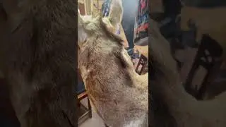 How to clean old dusty mounts....  TrophyKlean #deerhunting #muledeer #deer #hunting #huntlife