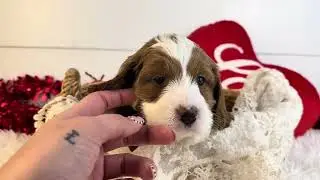 Woody UPDATE - Micro Goldendoodle - Family Bred Puppies
