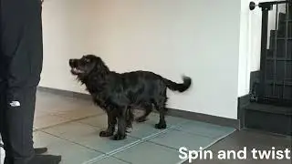 Pixie level 1 trick award