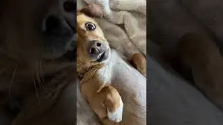 Showing off #fyp #fy #youcute #dogsoft