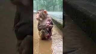 very amazing and amazing monkey in jungle ND2 #monkey  #tiger  #dog #animals #short #snake #Bird
