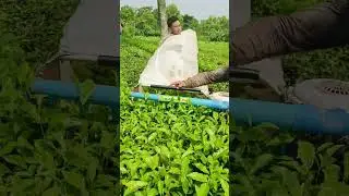 tea leaf cutting machine #youtubeshorts #cuttingmachine  #shorts #trending #viralvideo #new #tea