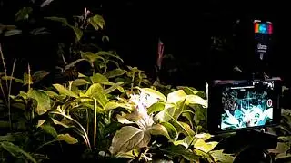 Bee Hawkmoth at night