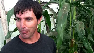 Maíz Dulce cultivado bajo plástico en granja de ROCHA