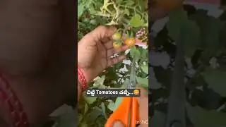 చిట్టి Tomatoes చట్నీ 😋#tomatochutneyrecipe#harvesting #tomatoes #food #viralvideo #youtubeshorts