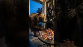 Halloween Prank Watch This Hilarious Pet Reaction #funnyvideo #animals #Halloween
