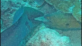 4K. 2 Moray eels fighting March 2019