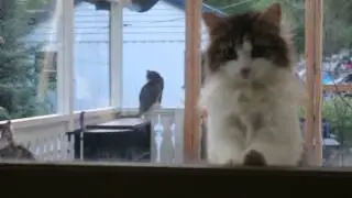 ❀✿ AyaAnny Cats video ❀✿ 27
