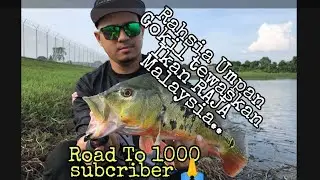 IKAN RAJA (PEACOCK BASS) MALAYA TEWAS.