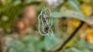 Look at this strange type of spider web