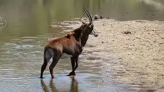 Sable Antelope drinking in Sabie River, Kruger National Park, seen with B1 Photo Safaris