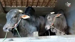 Setia Farm Terbaru ! Rayon Depan Full Sapi Hitam Langka !! Petruk Sapi PO Terjumbo Di Kandang Wariso