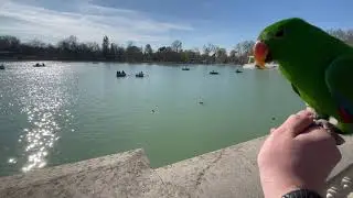 Eklektus papağanı Geziyor. Madrid Retiro Parkı
