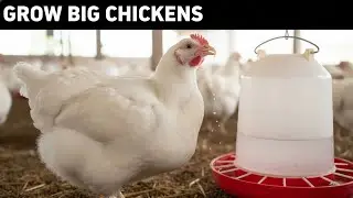 Grow big chickens control feeding them and giving them water properly 