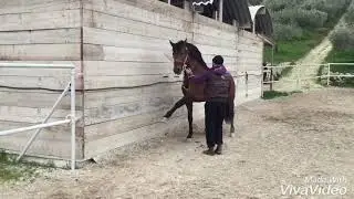 Piaffer e passo spagnolo cavallo p.r.e DUDOSO