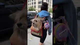Ultimate Pet Outdoor Essentials 🐶🐾✈️ | 2&4 Pets Boutique
