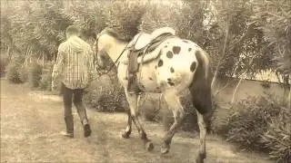 Un amico chiamato cavallo