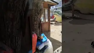 Индонезийский бельчонок