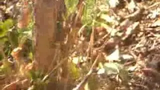 sotto bosco 2