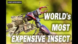 MOST EXPENSIVE INSECT IN THE WORLD (STAG BEETLE)