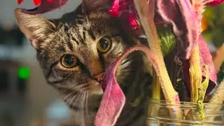 Cat purring like a tiny engine ASMR #cat #catvideos #cats #cutecatshorts #cutecat #asmr #fyp #fypシ 
