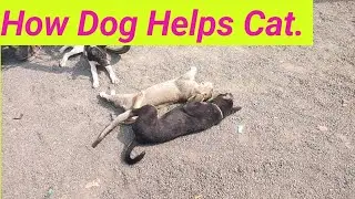 Dog &Cat Funny videos. Dog Helps Cat. 