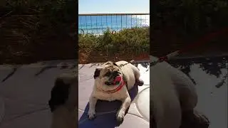 DOG PUG CARLINO MUSYA/СМОТРИ КАКАЯ КРАСОТА/МУСЯ ОТДЫХАЕТ  НА СРЕДИЗЕМНОМ МОРЕ ИСПАНИИ